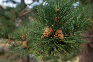 pine cones on a branch