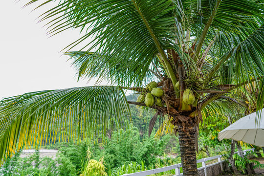 jungle palm tree full of coconuts, chanchamayo