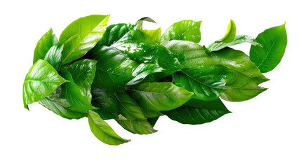 Fototapeta premium Green Tea Leaves: Lush, vibrant green tea leaves, glistening with moisture, arranged in a dynamic, flowing composition.