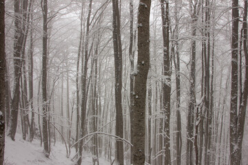 forest in winter
