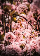 Cherry blossom in London