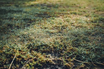 A close-up of green grass covered with morning dew, reflecting soft light, capturing the freshness and tranquility of nature in an early morning setting