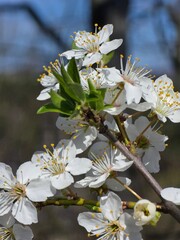 White Apple Blossoms Close-Up with Blue Sky and Sunlight