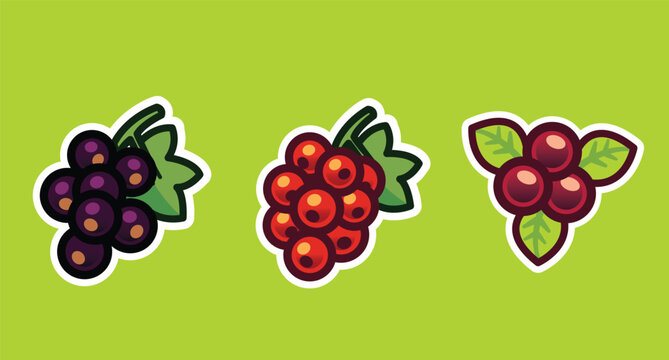 Illustrations of different clusters of berries