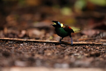 Wilson's bird-of-paradise (Diphyllodes respublica) is a species of passerine bird of the family Paradisaeidae.This photo was taken in Waigeo island, Indonesia.
