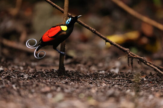 Wilson's bird-of-paradise (Diphyllodes respublica) is a species of passerine bird of the family Paradisaeidae.This photo was taken in Waigeo island, Indonesia.