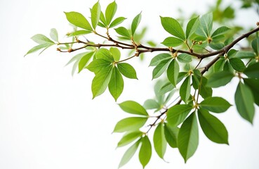 Obraz premium Close-up of green leaves, brown branches isolated on white background. Fresh young foliage on tree branch. Natural floral background. Spring season. Nature, eco concept. Ideal for greeting cards