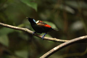 Wilson's bird-of-paradise (Diphyllodes respublica) is a species of passerine bird of the family Paradisaeidae.This photo was taken in Waigeo island, Indonesia.