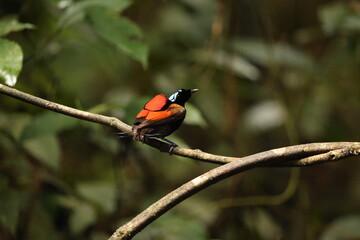 Wilson's bird-of-paradise (Diphyllodes respublica) is a species of passerine bird of the family Paradisaeidae.This photo was taken in Waigeo island, Indonesia.