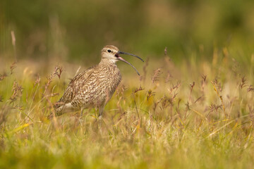 Whimbrel (Numenius phaeopus). Scolopacidae Calling with Open Beak. Windswept coastal grassland. Captured in mid-call, this image reveals the elegance of its curved bill and vocal stance.
