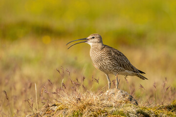 Whimbrel (Numenius phaeopus). Scolopacidae Singing on Rocky Mound. Windswept dry grassland. Highlighted in morning sun, its curved bill and song posture create a powerful focal point.