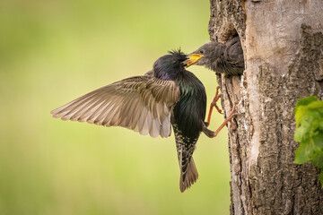 Common starling (Sturnus vulgaris). Sturnidae Feeding Chick at Nest Cavity. Tree hollow in vibrant forest. A dynamic scene showing nurturing behavior and precise mid-air positioning.