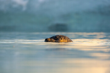 Harbor Seal (Phoca vitulina). Phocidae Surfacing in Glacial Lagoon. Cold Arctic water with morning glow reflections. Golden light adds warmth to the icy ambiance.