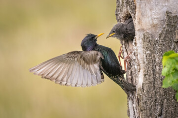 Common starling (Sturnus vulgaris). Sturnidae Passing Food Midair. Forest nest entrance. Mid-hover motion captures feeding moment with outstretched wings and tender interaction.