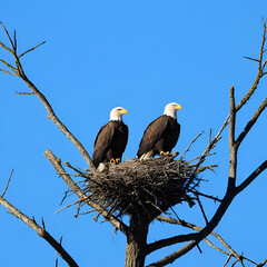 Bald Eagle pair unite for nest building during the winter months preceding mating and chick rearing.  Nests can take up to three months to build. Bald eagles may reuse their nests year after year.