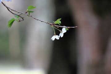 春の訪れを告げる満開の桜