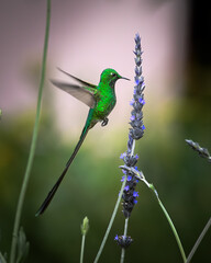 Colibrí Colilargo menor (Lesbia nuna) © HelvyGiovanny