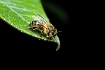 Abeja Apis mellifer
