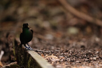 Wilson's bird-of-paradise (Diphyllodes respublica) is a species of passerine bird of the family Paradisaeidae.This photo was taken in Waigeo island, Indonesia.