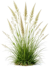 Prairie dropseed Sporobolus heterolepis and Calamagrostis acutiflora (Karl Foerster) grass isolated png on a transparent background premium cutout high resolution