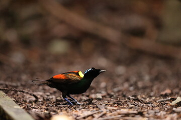 Wilson's bird-of-paradise (Diphyllodes respublica) is a species of passerine bird of the family Paradisaeidae.This photo was taken in Waigeo island, Indonesia.