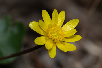 Yellow spring flower of Caltha palustris close-up