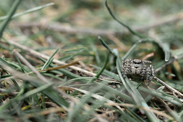 Gray hairy jumping spider of the family Aelurillus