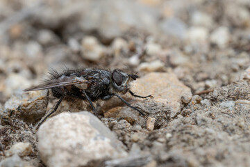 A fly poses sideways close-up