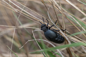 Black beetle Meloidae sits on the grass
