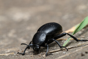 The black beetle raised its body up