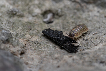 Close-up of a woodlouse crawling near a twig