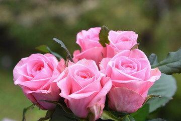 ピンクのばら