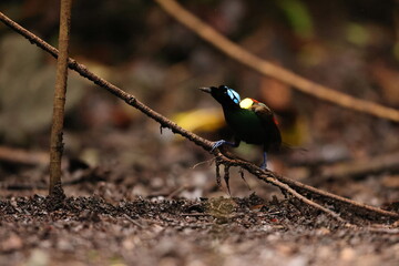 Wilson's bird-of-paradise (Diphyllodes respublica) is a species of passerine bird of the family Paradisaeidae.This photo was taken in Waigeo island, Indonesia.