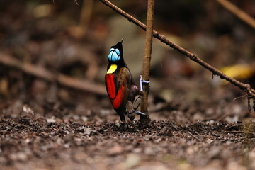 Wilson's bird-of-paradise (Diphyllodes respublica) is a species of passerine bird of the family Paradisaeidae.This photo was taken in Waigeo island, Indonesia.