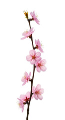 Obraz premium Sakura bouquet with dewdrops, soft pink petals, white backdrop, vivid, fresh, spring beauty.