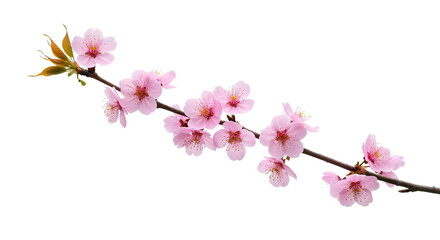 Naklejka premium Sakura bouquet with dewdrops, soft pink petals, white backdrop, vivid, fresh, spring beauty.