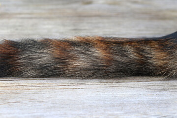 Nahaufnahme von dem Schwanz einer schwarz-rot-braunen Katze