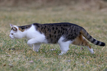 Eine junge weiß-braune Katze läuft auf der Jagd durch das Gras