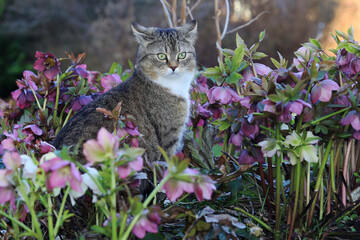 Eine kleine dicke Katze sitzt mitten in den Schneerosen