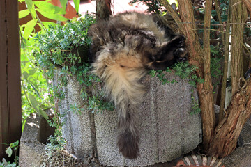 Lustiges Foto von einer Norwegischen Waldkatze die in einem Trog liegt
