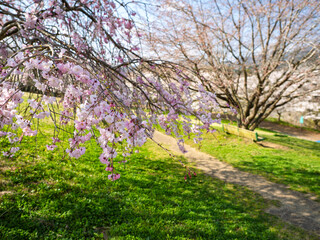 Obraz premium 枝垂れ桜の咲く散歩道