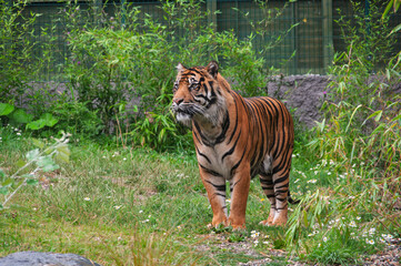 A tiger is standing in a grassy area with a fence behind it