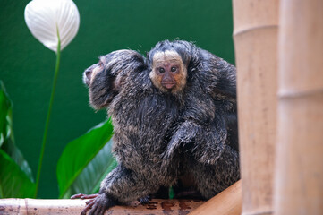 A baby monkey is sitting on a branch next to a large adult monkey