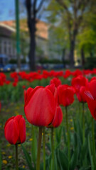 Bright red tulips bloom in April in the city's flowerbeds
