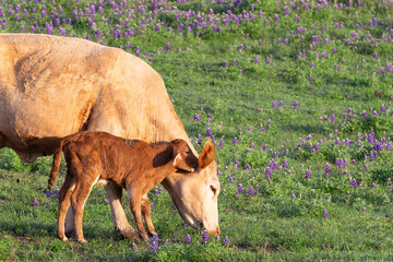 Young calf eating with Mom Cow in bluebonnet field