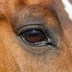 Beautiful Horse's eye