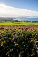 The spiny, spiky appearance of gorse bushes.
