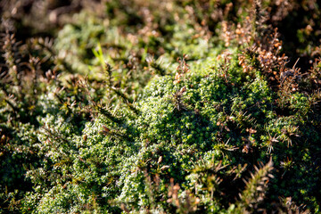 The spiny, spiky appearance of gorse bushes.