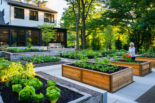 active older woman harvesting vegetables from raised garden beds in well-designed accessible garden with comfortable seating areas