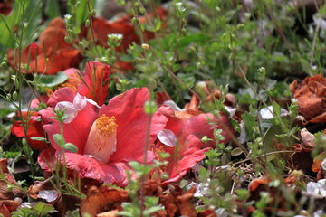 散ったツツジと桜の花